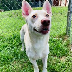 Shelter Stray Male Dog last seen , 2951 S 1st St, Cabot, AR 72023, USA
