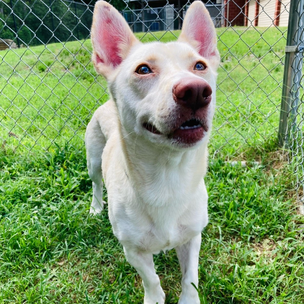 Shelter Stray Male Dog last seen , 2951 S 1st St, Cabot, AR 72023, USA