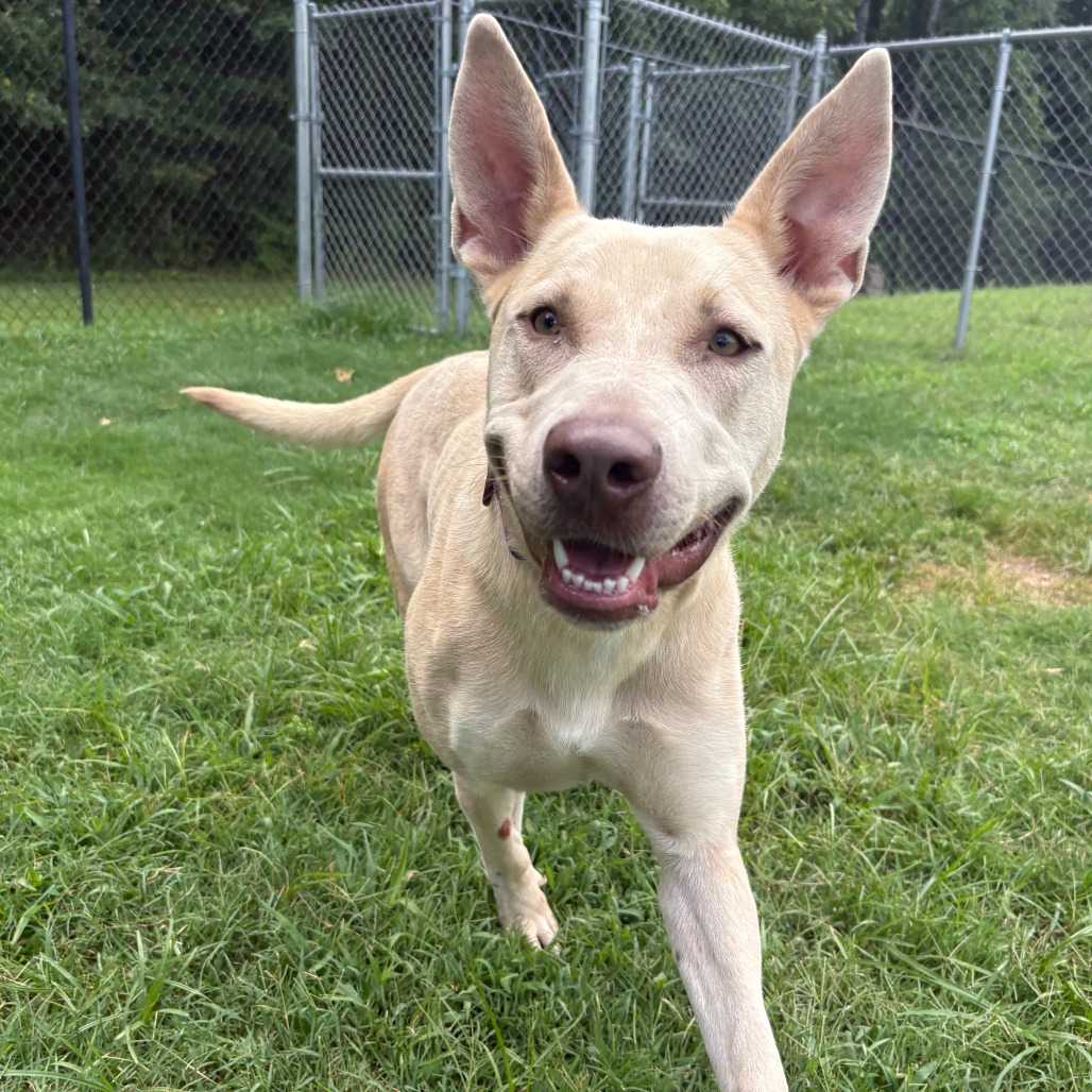 Shelter Stray Female Dog last seen , 2951 S 1st St, Cabot, AR 72023, USA