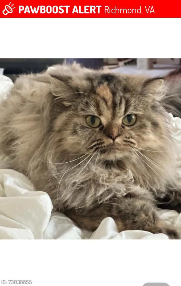 Lost Female Cat last seen Darbytown Rd Virginia 23231, Richmond, VA 23231