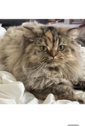Lost Female Cat last seen Darbytown Rd Virginia 23231, Richmond, VA 23231