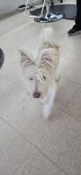 Found/Stray Male Dog last seen Rollingbrook, Baytown, TX 77521