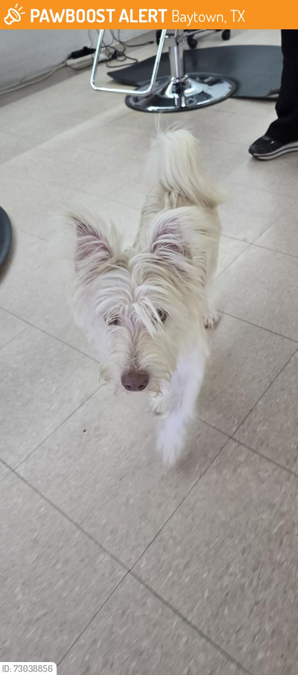 Found/Stray Male Dog last seen Rollingbrook, Baytown, TX 77521