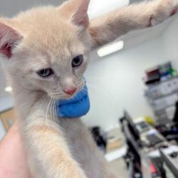 Shelter Stray Male Cat last seen , Animal Care & Control Team of Philly, 111 W Hunting Park Ave, Philadelphia, PA 19140, USA