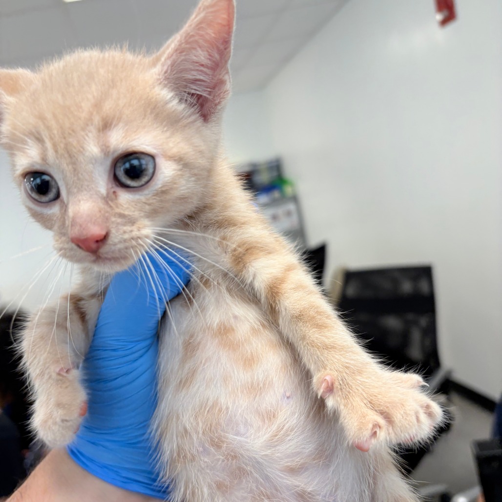 Shelter Stray Male Cat last seen , Animal Care & Control Team of Philly, 111 W Hunting Park Ave, Philadelphia, PA 19140, USA