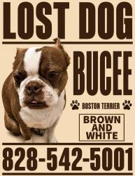 Lost Male Dog last seen Oak Hill Rd Candler, Candler, NC 28715