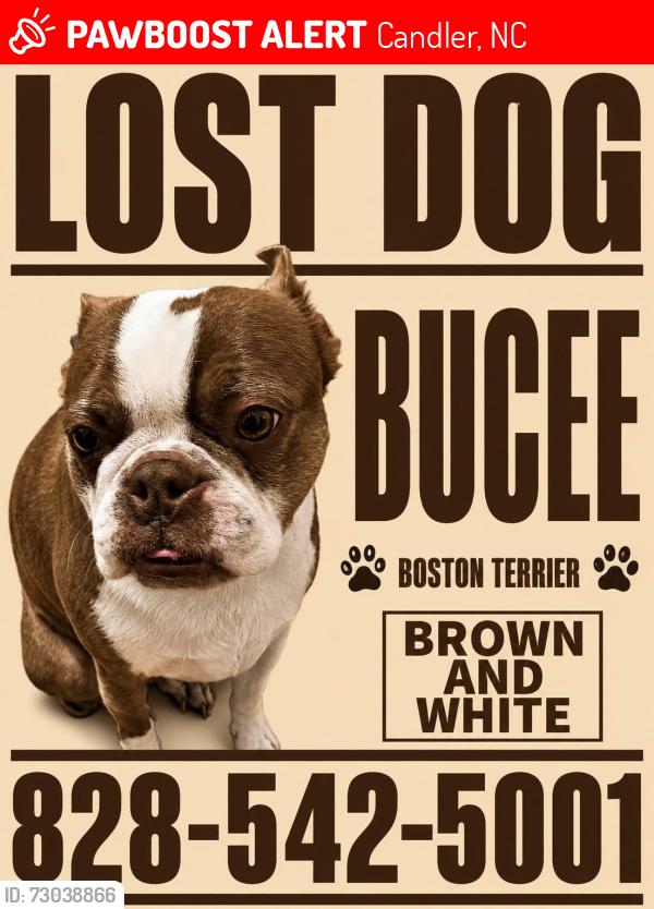 Lost Male Dog last seen Oak Hill Rd Candler, Candler, NC 28715