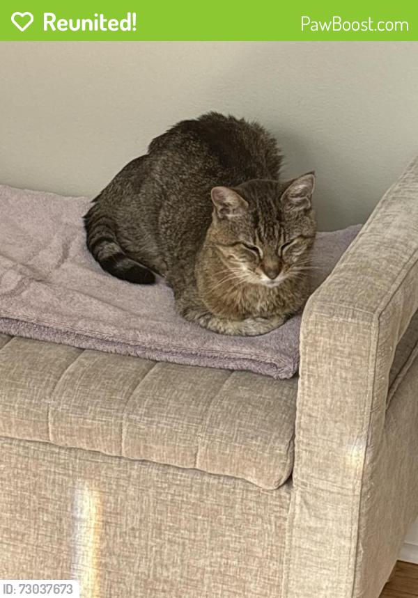 Reunited Female Cat last seen Palatine road Across from Jewel in Hoffman ests, Hoffman Estates, IL 60010