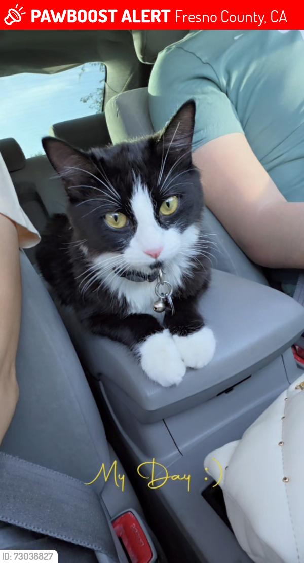 Lost Female Cat last seen Bullard & Fruit, Fresno County, CA 93711