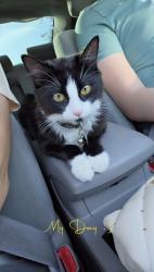 Lost Female Cat last seen Bullard & Fruit, Fresno County, CA 93711