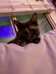 Found/Stray Female Cat last seen Maryland and Bridger , Las Vegas, NV 89101