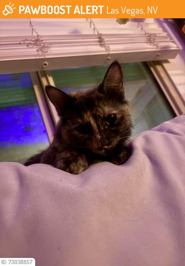 Found/Stray Female Cat last seen Maryland and Bridger , Las Vegas, NV 89101