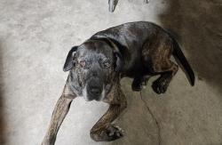 Lost Female Dog last seen 60th & Gaviota Ave Long Beach 90805, Long Beach, CA 90805