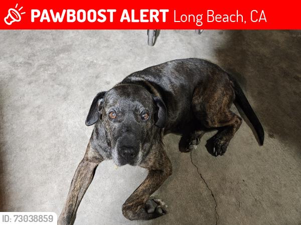Lost Female Dog last seen 60th & Gaviota Ave Long Beach 90805, Long Beach, CA 90805