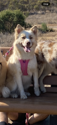 Reunited Female Dog last seen Parkside drive Tracy ca near sycamore , Tracy, CA 95376
