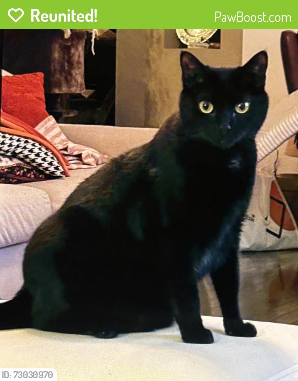 Reunited Female Cat last seen Braddock Road, Aldie, VA 20105