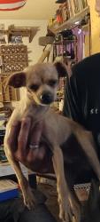 Found/Stray Male Dog last seen By the Circle K, Sunrise Manor, NV 89115