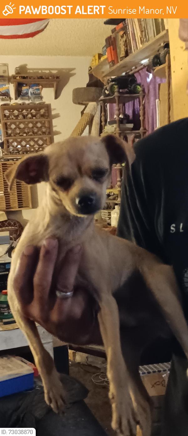 Found/Stray Male Dog last seen By the Circle K, Sunrise Manor, NV 89115