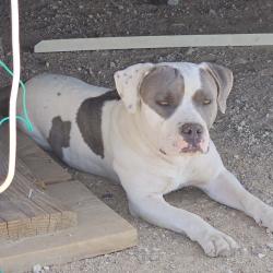 Lost Female Dog last seen Longview ave, Sun Village, CA 93543