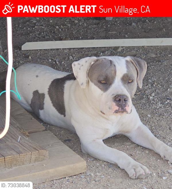 Lost Female Dog last seen Longview ave, Sun Village, CA 93543