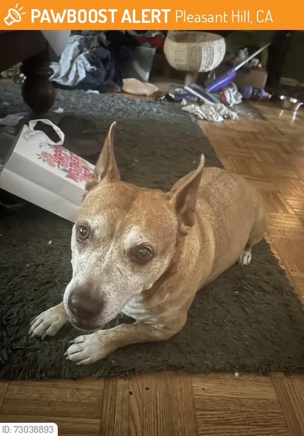 Found/Stray Male Dog last seen By the goodwill over on Contra Costa blvd, Pleasant Hill, CA 94523