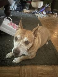 Found/Stray Male Dog last seen By the goodwill over on Contra Costa blvd, Pleasant Hill, CA 94523