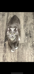 Lost Female Cat last seen Paddy hollow rd, Claremont, NH 03743