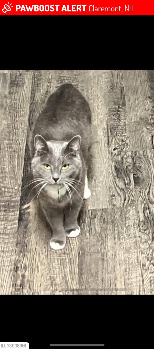 Lost Female Cat last seen Paddy hollow rd, Claremont, NH 03743