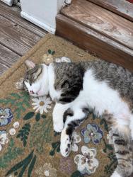 Found/Stray Female Cat last seen Rogers street, Louisville, KY 40204