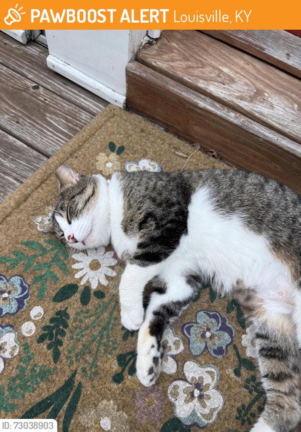 Found/Stray Female Cat last seen Rogers street, Louisville, KY 40204