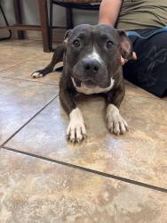 Found/Stray Unknown Dog last seen Kinde, Clive, IA 50325