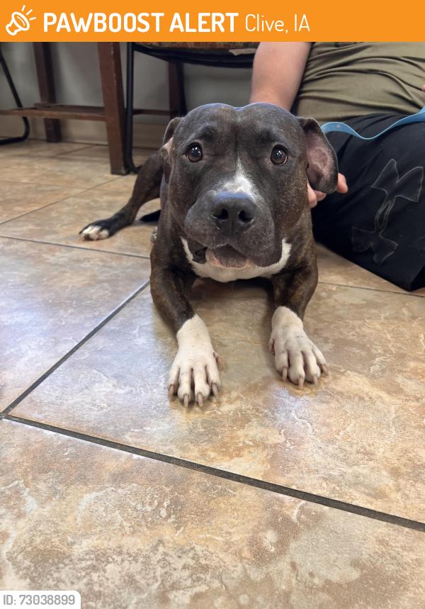Found/Stray Unknown Dog last seen Kinde, Clive, IA 50325