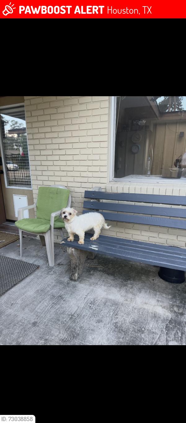 Lost Female Dog last seen Por el parque de Shadowdale dr, Houston, TX 77043