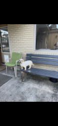 Lost Female Dog last seen Por el parque de Shadowdale dr, Houston, TX 77043