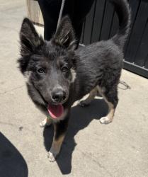 Found/Stray Female Dog last seen Manchester and Hillcrest , Inglewood, CA 90301