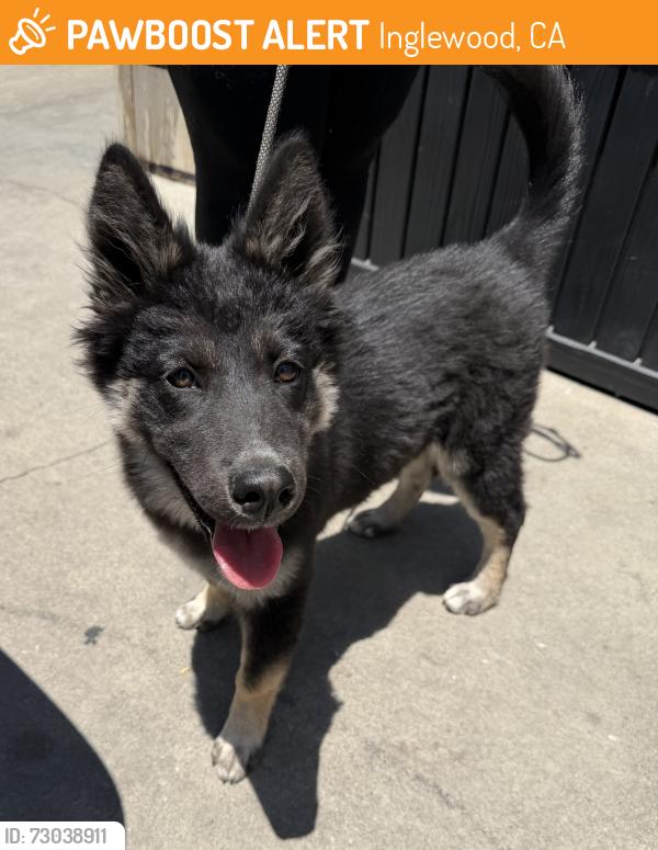 Found/Stray Female Dog last seen Manchester and Hillcrest , Inglewood, CA 90301