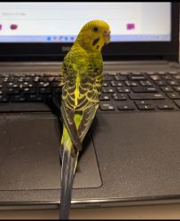 Lost Female Bird last seen Near , San Diego, CA 92129