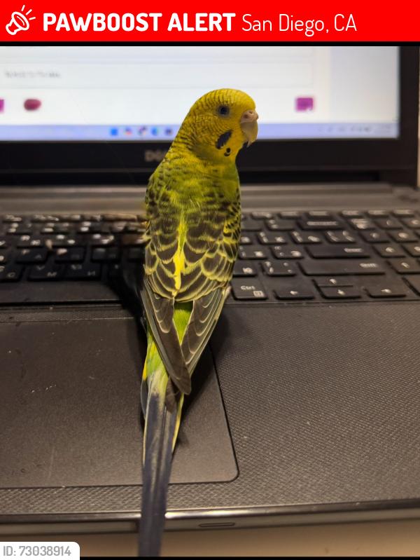 Lost Female Bird last seen Near , San Diego, CA 92129