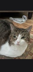 Lost Female Cat last seen Oak Rd and Garmon Oak Trail, Lawrenceville, GA 30044