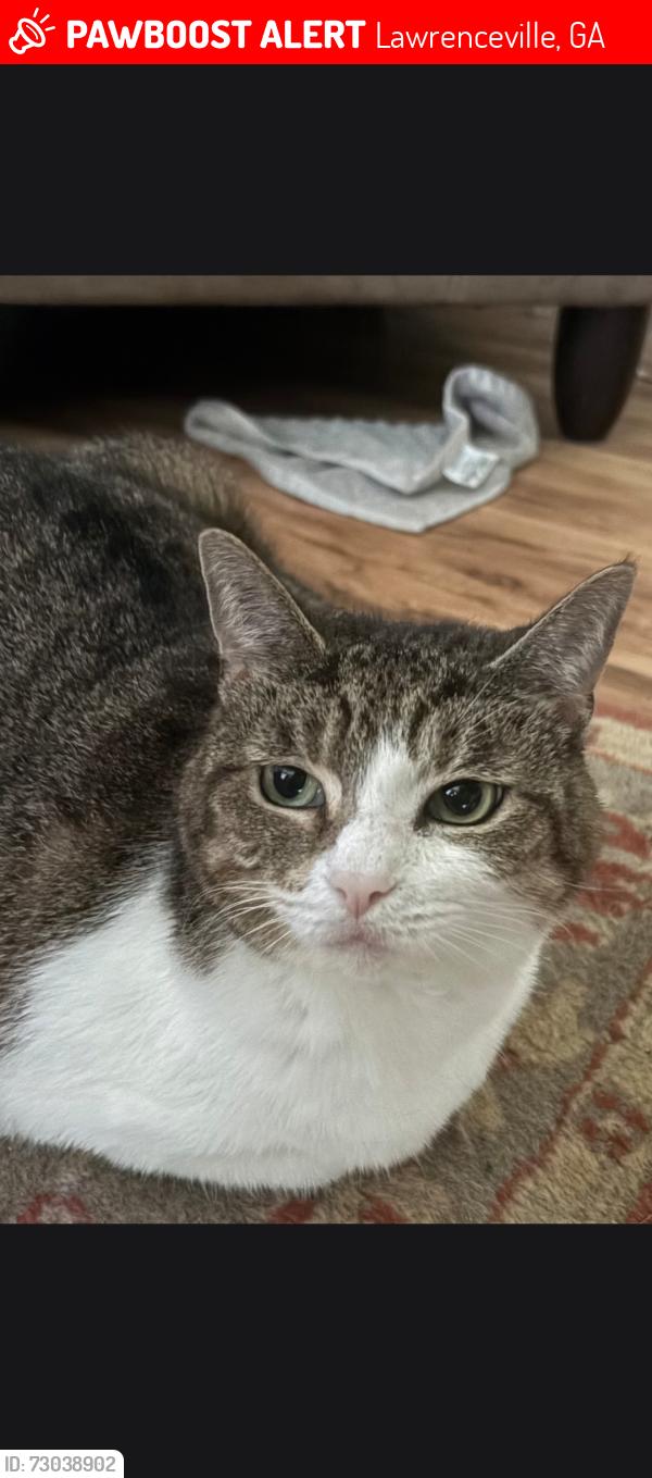 Lost Female Cat last seen Oak Rd and Garmon Oak Trail, Lawrenceville, GA 30044