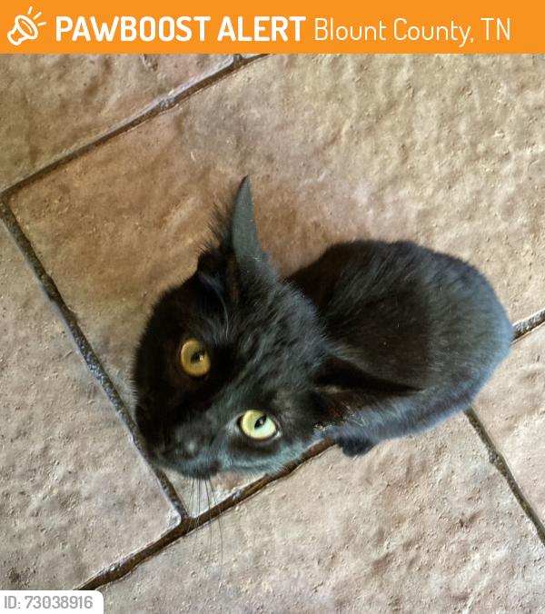 Found/Stray Unknown Cat last seen Galyon Rd, Maryville, TN, Blount County, TN 37803