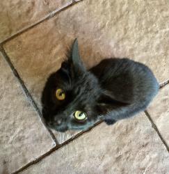 Found/Stray Unknown Cat last seen Galyon Rd, Maryville, TN, Blount County, TN 37803