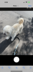 Lost Male Dog last seen Arizona st - quitman st, Wittmann, AZ 85361