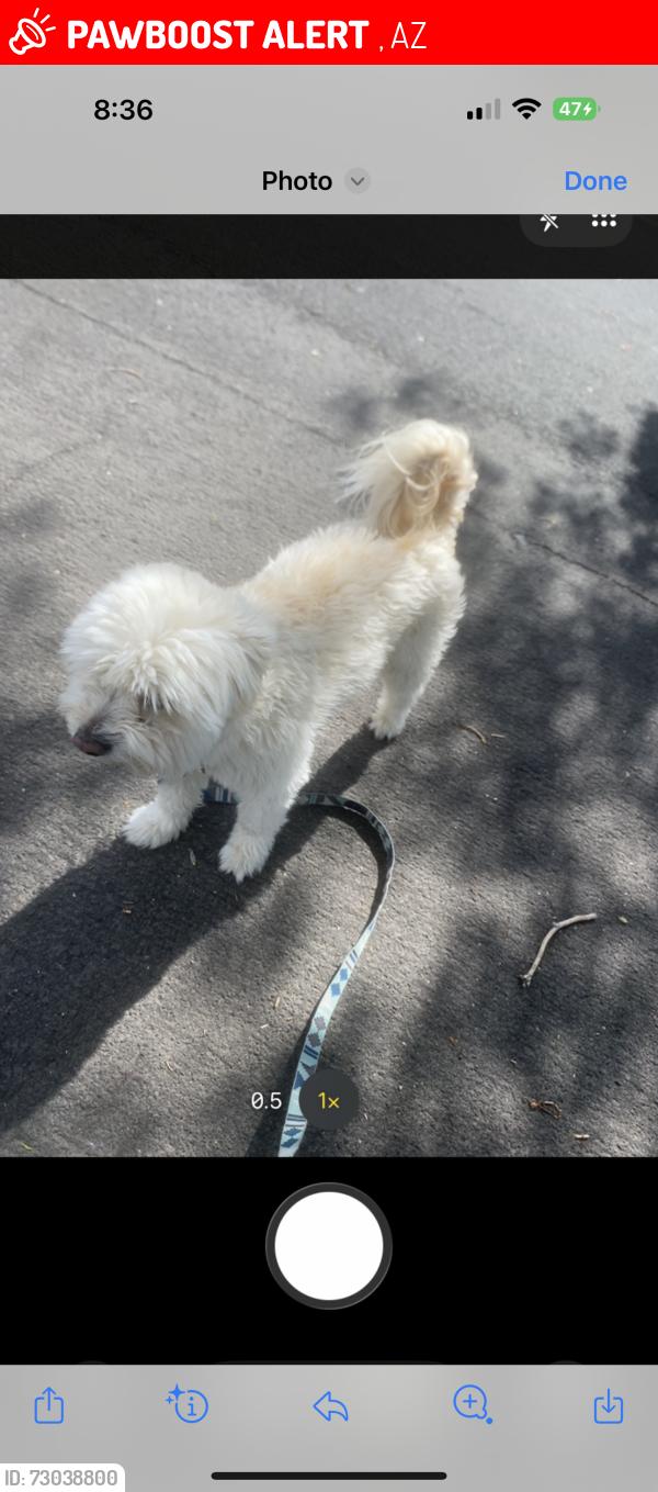 Lost Male Dog last seen Arizona st - quitman st, Wittmann, AZ 85361