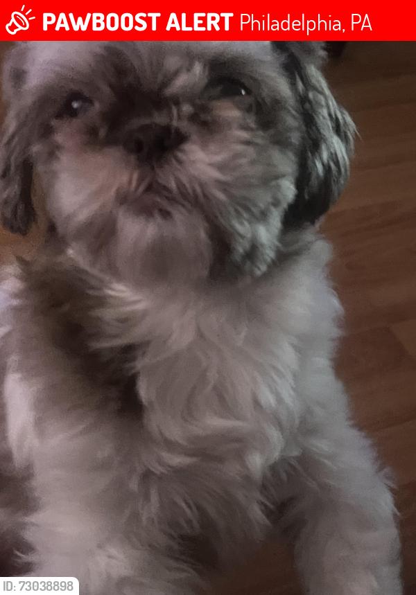 Lost Female Dog last seen Near north 4th street, Philadelphia PA, Philadelphia, PA 19140