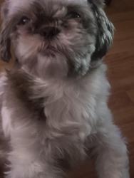 Lost Female Dog last seen Near north 4th street, Philadelphia PA, Philadelphia, PA 19140