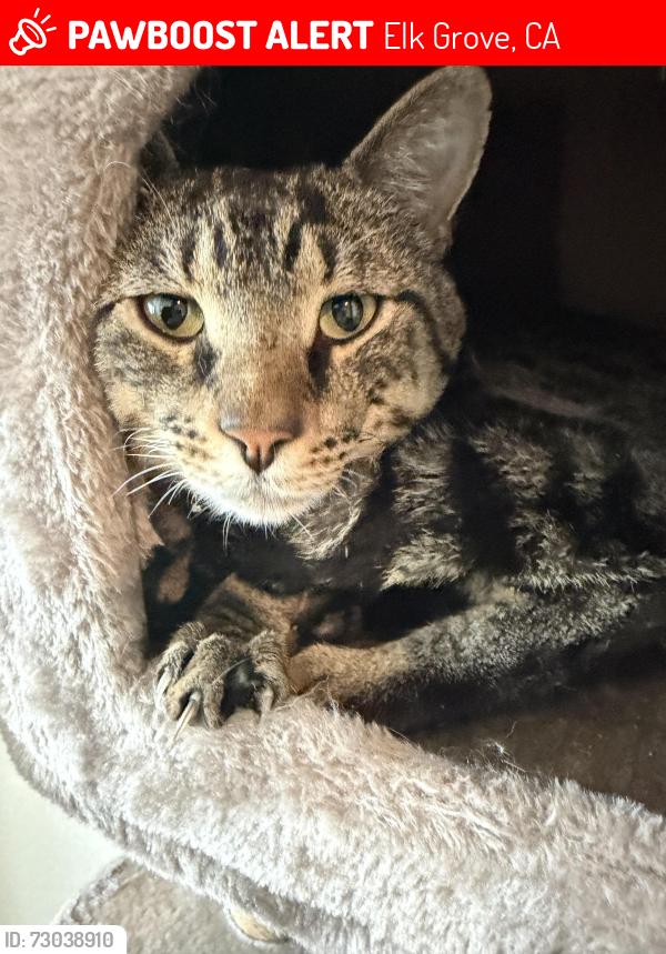 Lost Male Cat last seen tagus way and seahorse way , Elk Grove, CA 95757