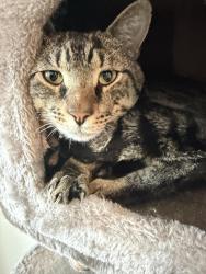 Lost Male Cat last seen tagus way and seahorse way , Elk Grove, CA 95757
