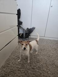 Lost Female Dog last seen Sibthorpe Road , Greater London, England SE12 9DR