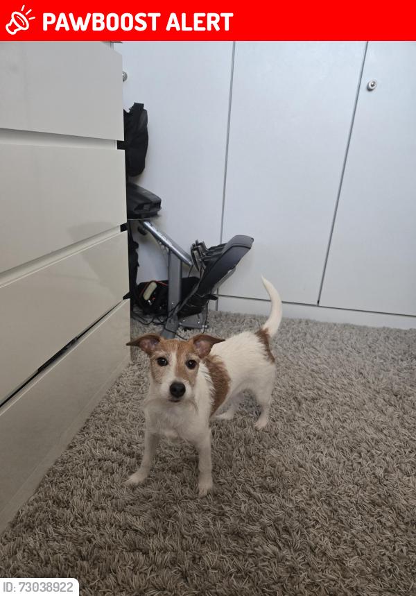 Lost Female Dog last seen Sibthorpe Road , Greater London, England SE12 9DR